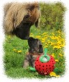 Leonberger - �t���tka s PP