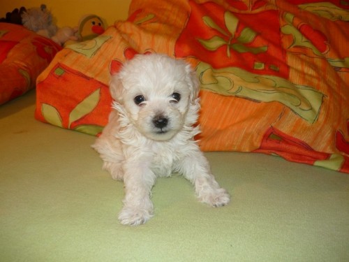 Barevn� Bolo�sk� ps�k