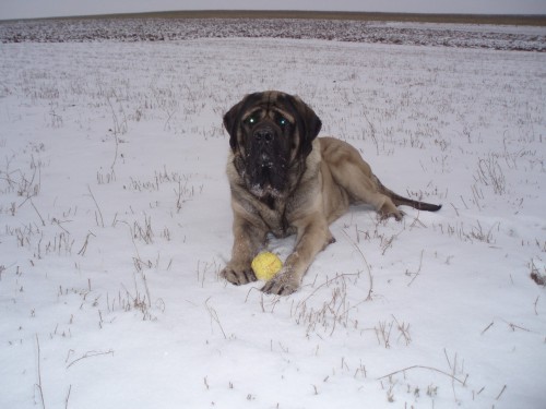 Nab�z�m ke kryt� angl. mastifa