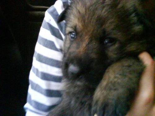 Prod�m �t�nata NO s PP