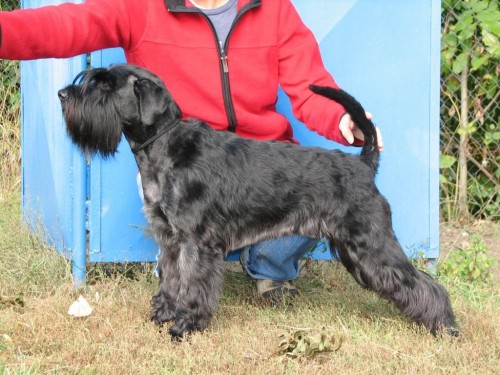 Kn�ra� st�edn� �ern� - kvalitn� �t��ata s PP