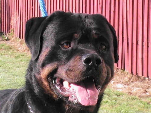 Rotvajler �t��ata s PP