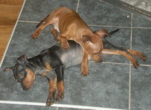 Trpasli�� pin� �t��ata s PP.