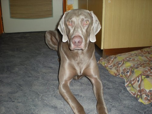 Nab�z�m psa ke kryt�