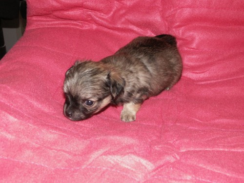 �ivava dlouhosrst�