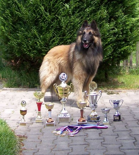 Nab�z�m ke kryt� Belgick�ho ov��ka Tervueren