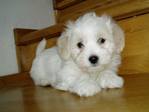 Kluci hledaj� svoji rodinu