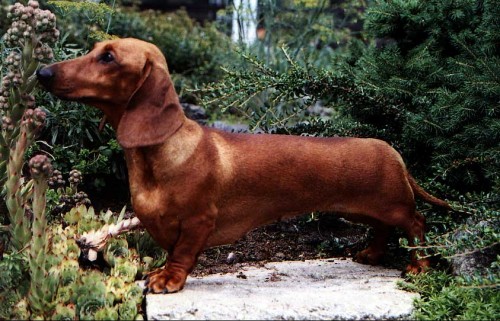 �t��ata hladkosrst�ch, �erven�ch jezev��k�