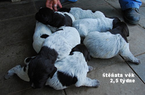 �t��ata - zad�m