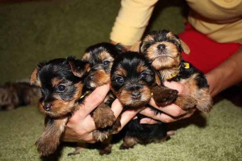 Kr�sn� pejsci YT