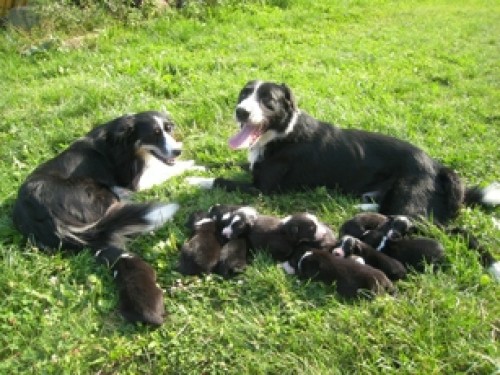 Vrh A, CHS Zelichov u Bene�ova