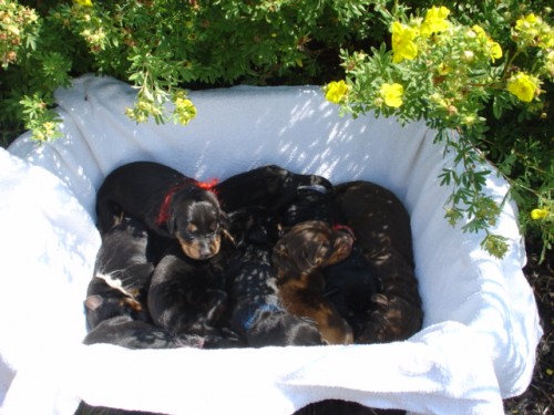 zad�m �t��ata dobrman�