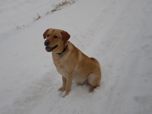 hled�me fenku ke kryt�