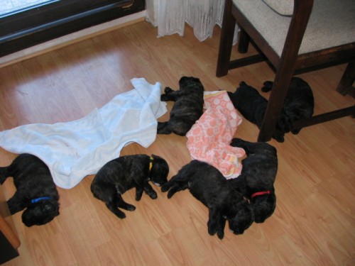 Flandersk� bouvier