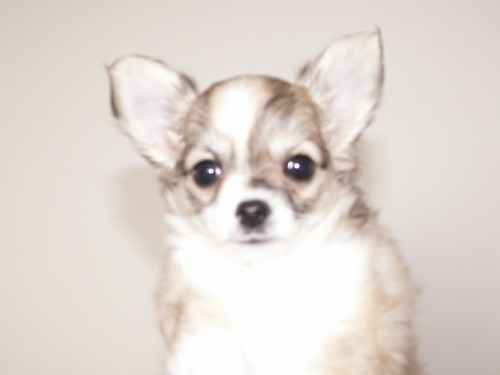 �ivava dlouhosrst�