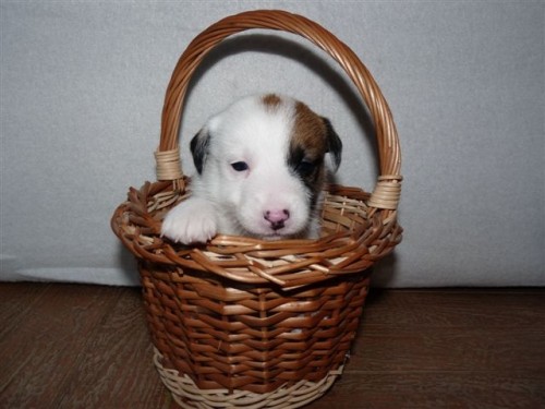 Prod�m �t��ata JRT s PP