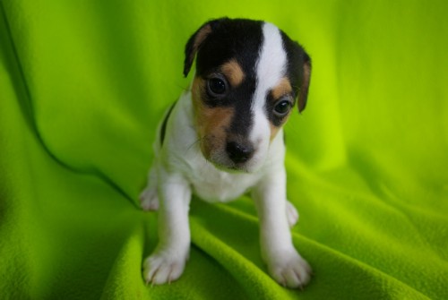 2 fenky Parson Russela Teri�ra