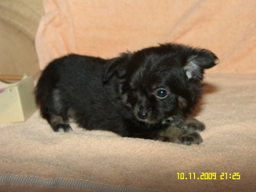 �ivava dlouhosrst� - �ert�k Bert�k 