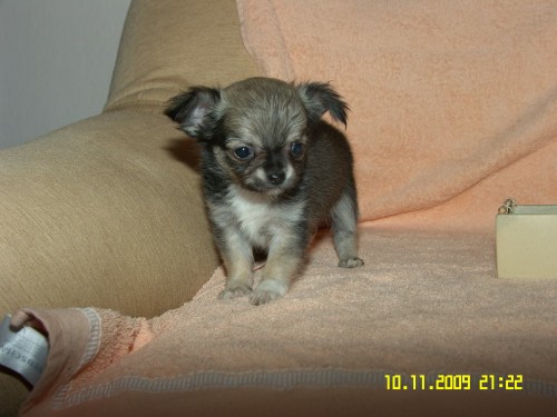 �ivava dlouhosrst� - oddan� kamar�d