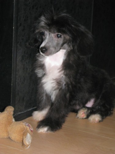 ��nsk� chocholat� pes