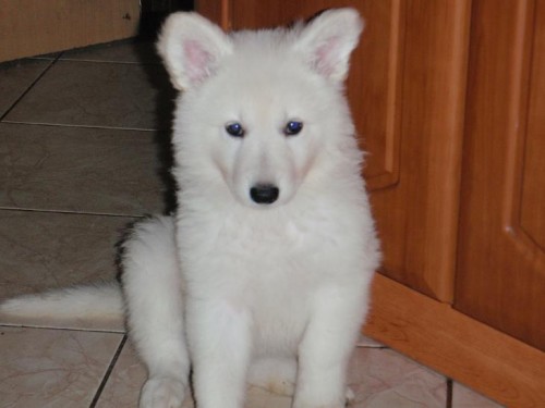 B�l� �v�carsk� ov��k