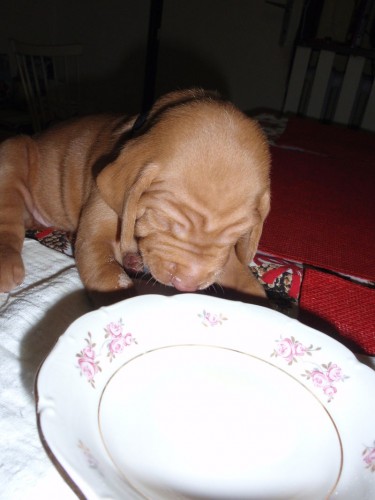 ma�arsk� oha� �t��ata