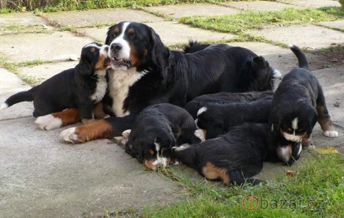 Prod�m �t�n�tka od Bernsk�ho Sala�nick�ho psa