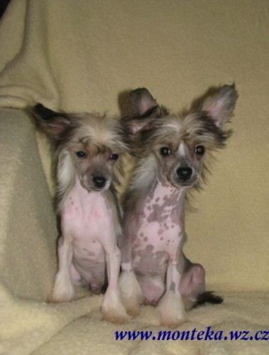 ��nsk� chocholat� pes