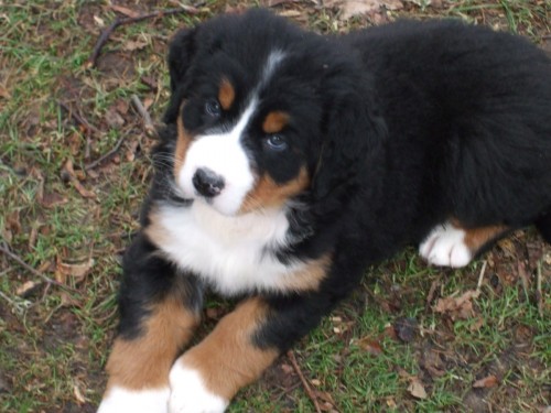 Bernsk� sala�nick� pes