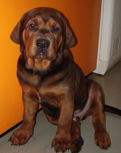 Tosa Inu-�t���tka s PP