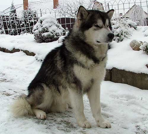 �t��ata Alja�sk�ho malamuta