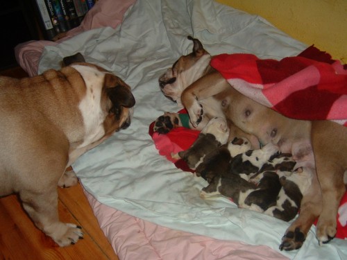 Anglick� buldok bez PP