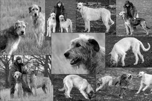 Irsk� vlkodav - �t��ata