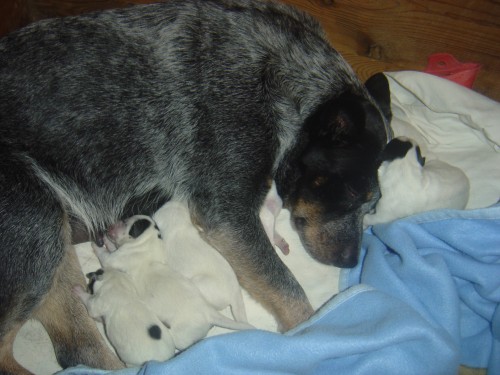 Australsk� hon�ck� pes