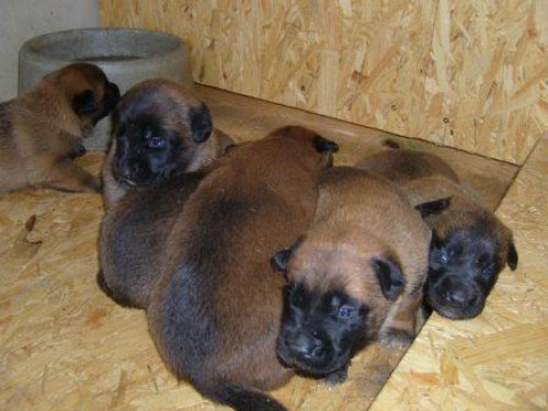 Belgick� ov��k Malinois - �t��ata