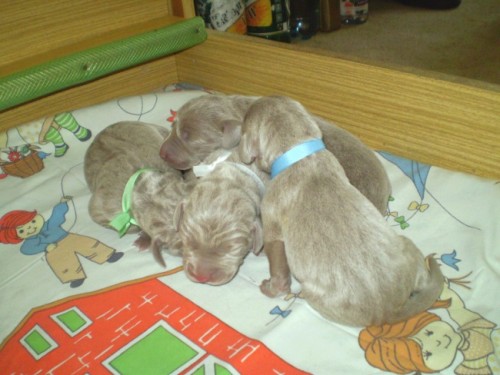 V�marsk� oha� kr�tkosrst� - �t��ata s PP