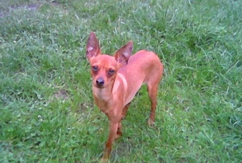 Nab�dka ke kryt�, trpasli�� pin�