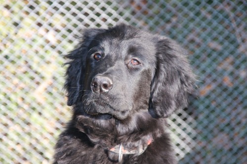 Hovawart pejsek s PP k odb�ru