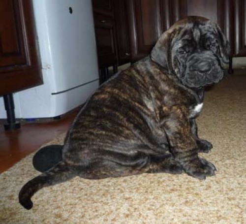 �istokrevn� �t��ata