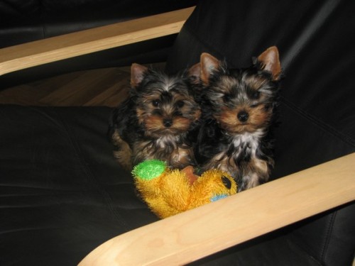 2 kluci s PP ihned k odb�ru