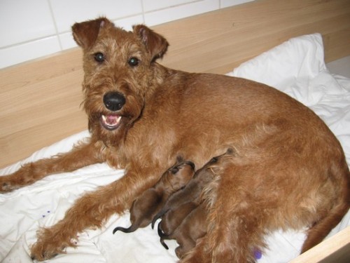 �t���tka irsk�ho teri�ra