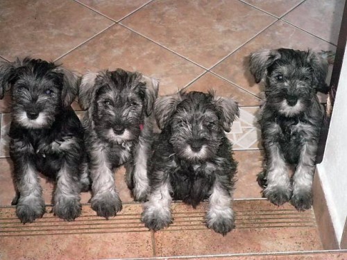 Prod�m �t��ata kn�ra�e mal�ho P+S