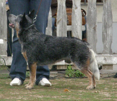 Australsk� hon�ck� pes