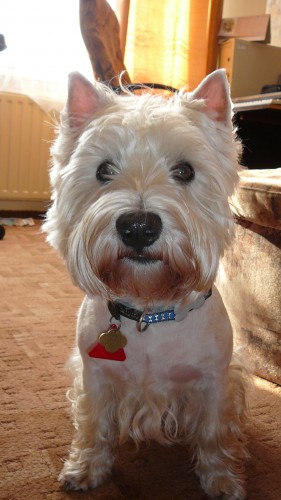 Sympa��k hled� sle�nu