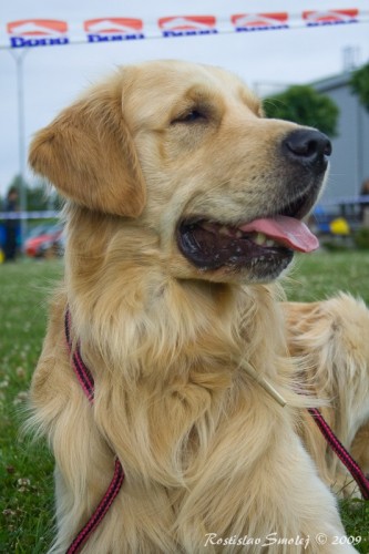 Golden retriever bez PP ke kryt�