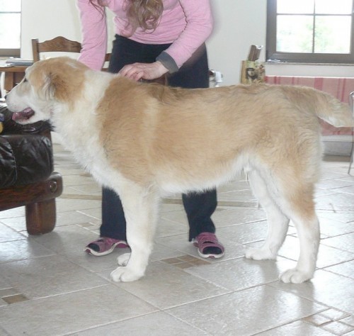 Prod�m kvalitn� �t�n�-psa ze zahrani�n�ho kryt� v RUSKU!