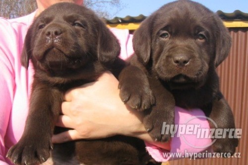 Labradorsk� retr. s PP-�OKOL�DOV�+�ERN� �t�nda