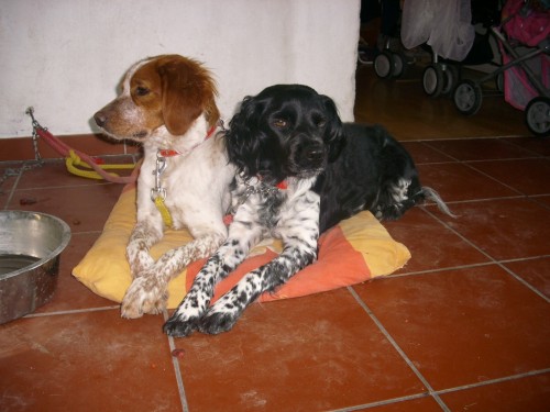 �t��ata BRETA�SK� OHA� s PP