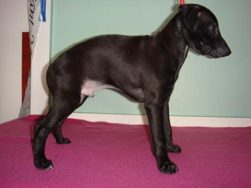 Italsk� chrt�k s PP