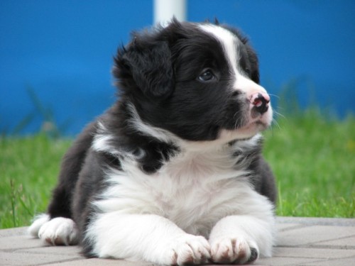 Border kolie, �t�n� s PP